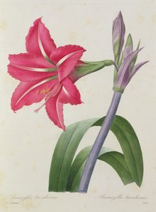 Amaryllis bresiliensis (brazil amaryllis), Victor metszet, a "Legszebb virágok válogatása" c. 1827-33.